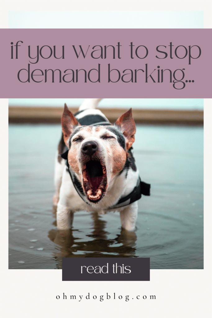 A white and black short coat dog is running in the water. His mouth is open as if he just let out a big bark. The text overlay reads: if you want to stop demand barking read this
