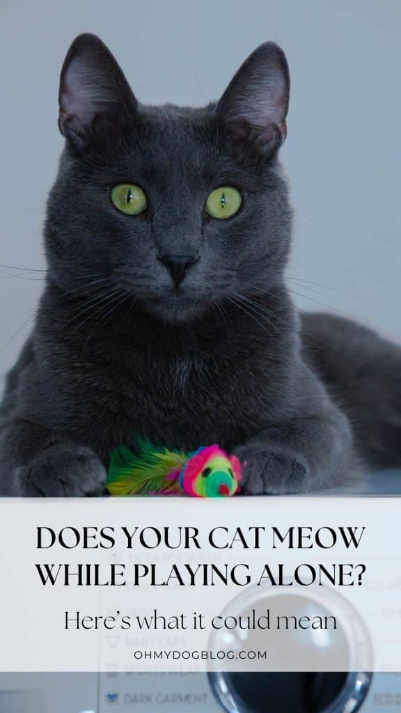 A dark gray cat is centered in the frame. Her fur is medium-length and a little lighter around her nose and mouth. She has vibrant green eyes looking straight into the camera. Underneath her right paw, she pins down a neon pink, green, and yellow toy mouse. The text overlay reads: Does your cat meow while playing alone? Here's what it could mean