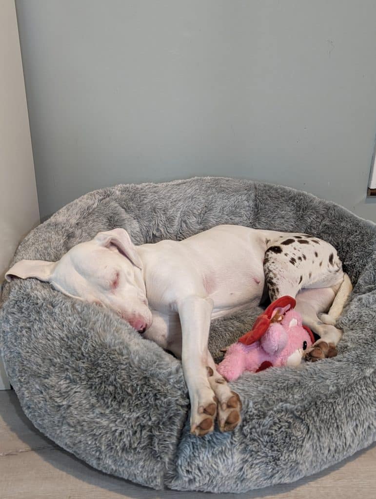 Penny, the white dog with brown spots all over her hind quarters, is sound asleep with her head resting on the edge of a fluffy gray bolster bed. In front of Penny is a pink and red dog toy.