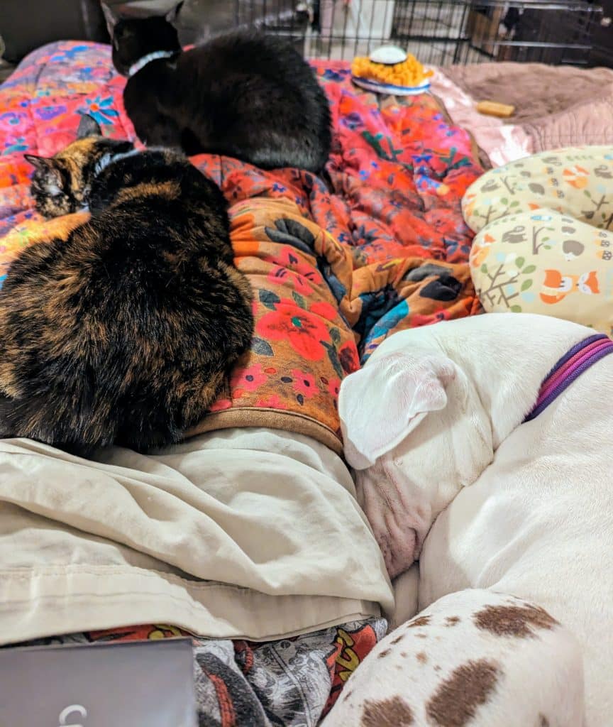 This picture shows a black cat and a tortoiseshell cat lounging on a floral blanket that is on top of a pair of human legs. To the bottom right corner, a white dog is curled up and sound asleep with her head tucked against the legs. She wears a purple and pink collar. Next to her is a bolster pillow with woodland animals printed on it. In the background, there are two dog toys and the edge of a wire dog crate. None of the animals are touching, but they're lounging close to one another.
