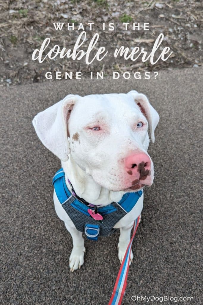 Sitting on a paved path with a mulched train the background sits a white dog with a brown freckle on her cheek and a pink nose with brown spots. Her left eye is bright blue and her right eye is malformed and mostly pink. She wears a blue harness with a pink heart-shaped tag. The text overlay reads: What is the double merle gene in dogs?
