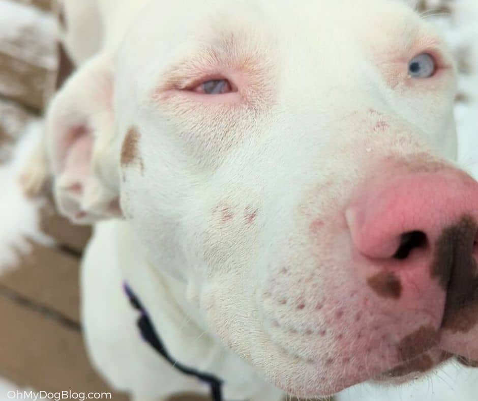 A closeup of a white dog with a brown freckle on her cheek and a pink nose with brown spots. Her left eye is bright blue and her right eye is malformed and mostly pink. 
