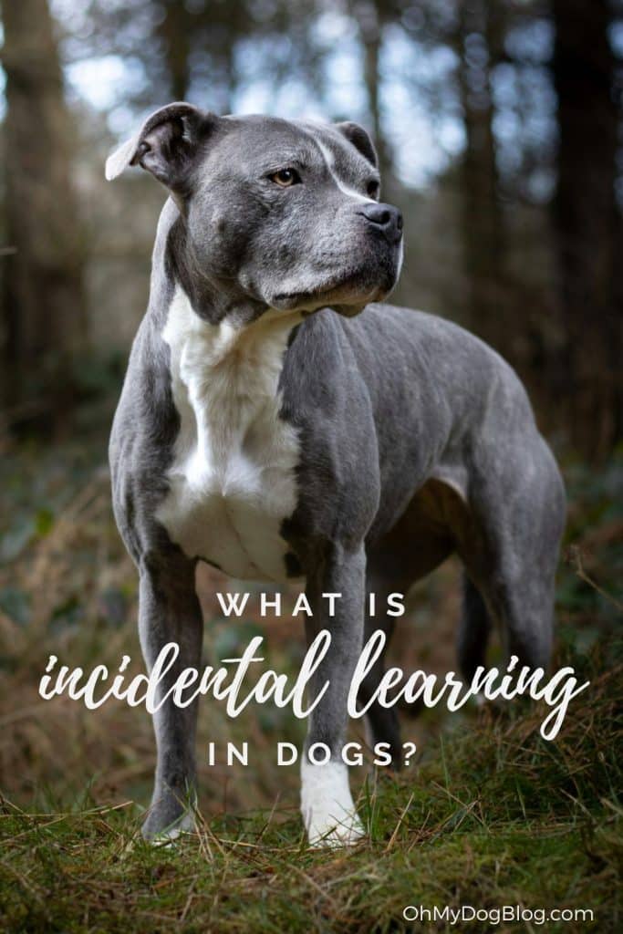 An older dark gray pit bull with a white chest and a white stripe down her nose and speckles of light gray fur dotting her cheecks stands in a sunny forest. The trees behind him are blurry so that she is the focus of the picture. The text overlay reads: What is incidental learning in dogs?