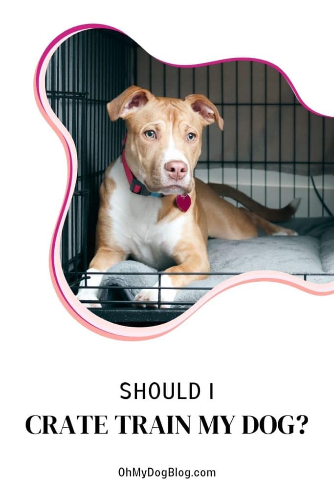 A large rectangular image with a white background has an irregular-shaped oval with a wavy line instead of a straight line. The wavy lines are in varying shades of pink. Inside the oval is a picture of a tan and white pit bull mix with a pink collar and a pink heart tag. She's lying on a gray dog bed inside of a black metal wire crate. The text overlay reads: Should I crate train my dog?