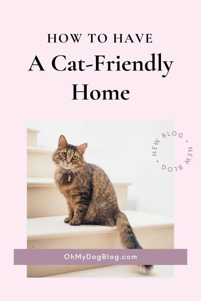 A tan and black striped cat wears a blue collar with a pendant tag hanging in front. She sits on a set of cream-colored stairs, and she's looking directly into the camera with large green-yellow eyes. The wall behind the cat is blank and white. The text overlay reads: How to Have a Cat-Friendly Home