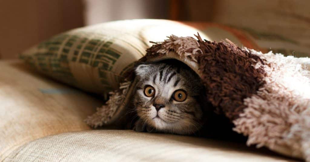 A Scottish fold cat hides underneath a fuzzy brown and cream colored blanket on top of a cream colored couch. His face pokes out of the blanket and his brown eyes are wide. In the background is a green and tan pillow and a ray of sunlight.  