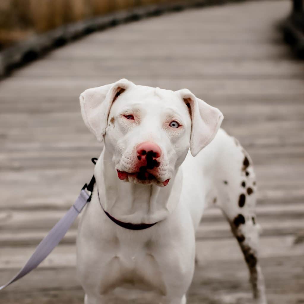 A white dog with brown spots down her hind leg, a brown freckle on her cheek, and a pink nose with more brown freckles stands on a wooden plank bridge. She has one bright blue eye, and the other eye appears closed and red. She's wearing a purple striped collar and has a lavender leash.