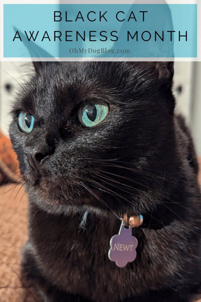 An extremely close shot of the face of a black cat. She is looking slightly off to the side of the camera. Her eyes are a vivid swirl of green and blue. She wears a light blue collar with a brass bell and a purple flower-shaped tag that says her name is Newt. The text overlay reads: Black Cat Awareness Month.