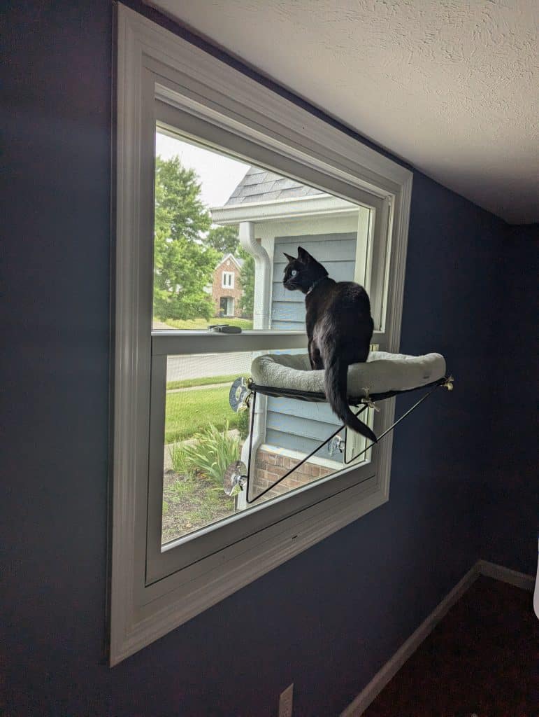 A black cat sits on a window perch that has a white fuzzy bed on top. It's suction cupped to a window that faces a weedy garden and a street. The cat is alert looking out the window. The walls of the room are painted blue and the window is trimmed in white.