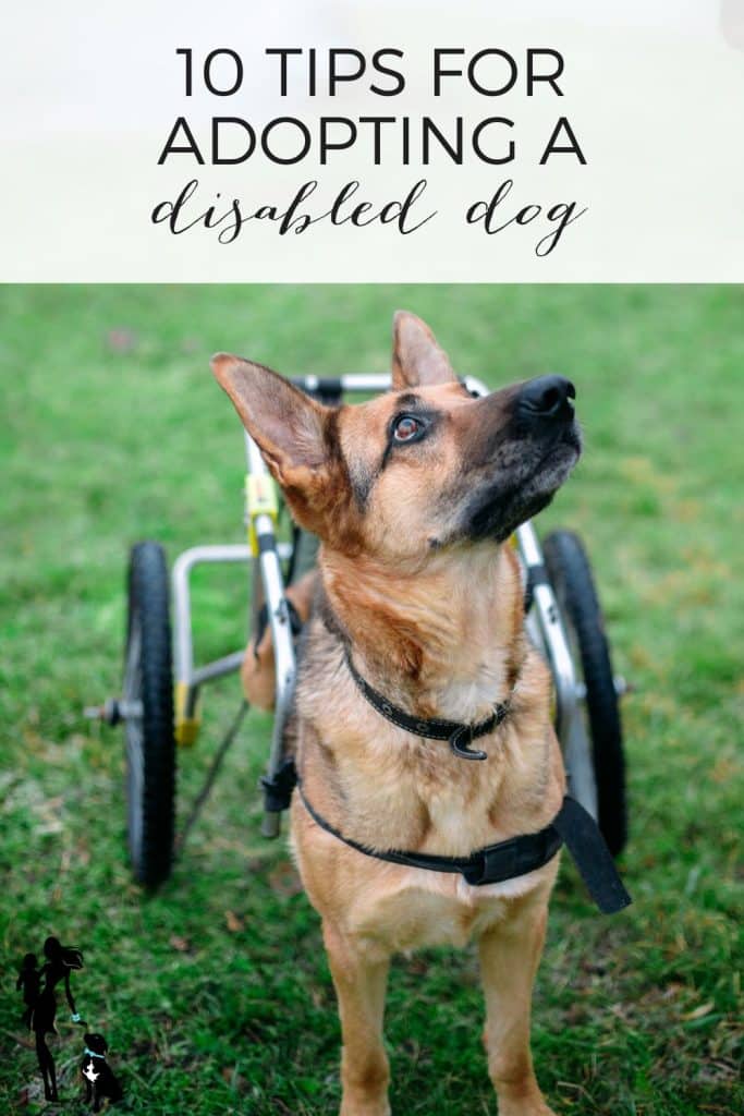 A dog that could be a small-ish German shepherd or mix with a tan coat and a black muzzle stands in a field of green grass. His back legs are propped up in a wheelchair. He's looking up and to the side. The text overlay reads: 10 tips for adopting a disabled dog.