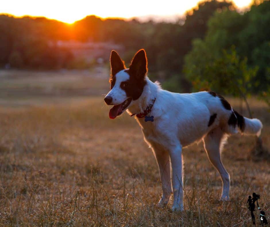 In the foreground, a three-legged dog that looks like a heeler mix stands with his mouth open. His coat is mostly white with large brown spots on his hind end and brown ears perked up. In the distance, the sun is setting behind some tree-covered hills.