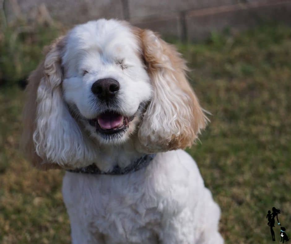 A while spaniel sits up with her mouth open in what looks like a smile. She is missing both her eyes.