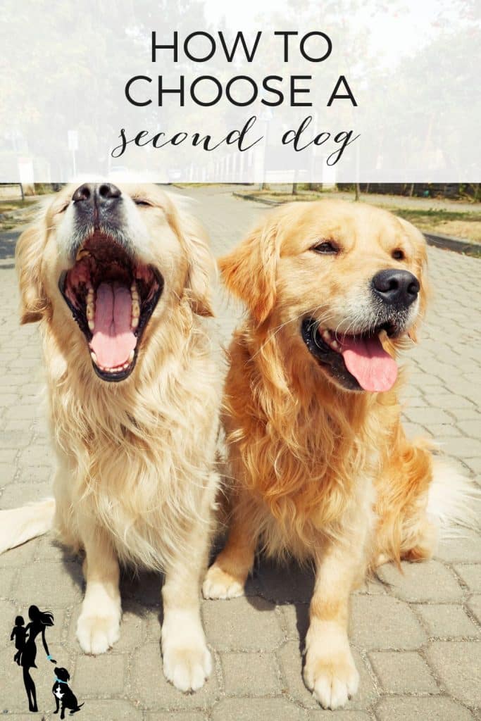 Two happy Goldens sit side-by-side on a sunny paved pathway. The dog on the left is yawning while the dog on the right has an open mouth and a happy pant. The text overlay reads: How to choose a second dog.