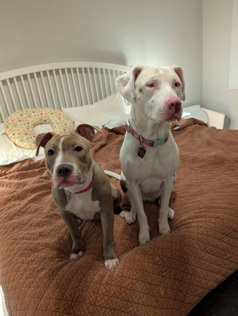 A little brown pit bull puppy with a white stripe down her nose and a white chest sits next to a white hound mix. The two are perched on a bed with a brown comforter