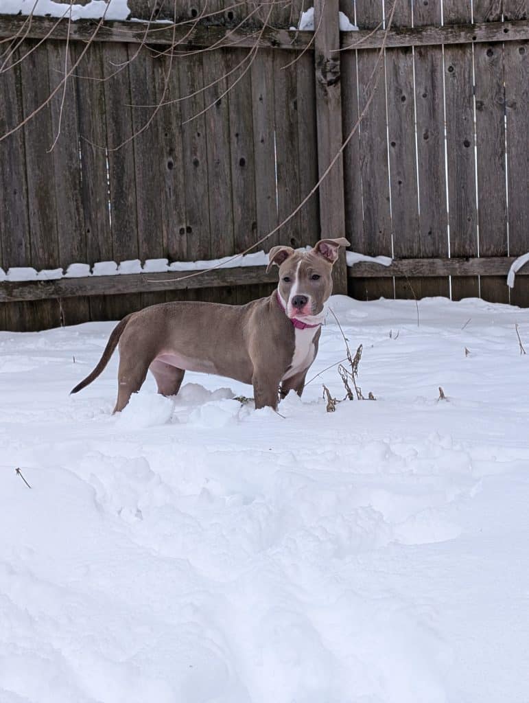 A brown pit bull puppy with a white chest, a white stripe down her face, and a pink collar stands in snow up to her knees