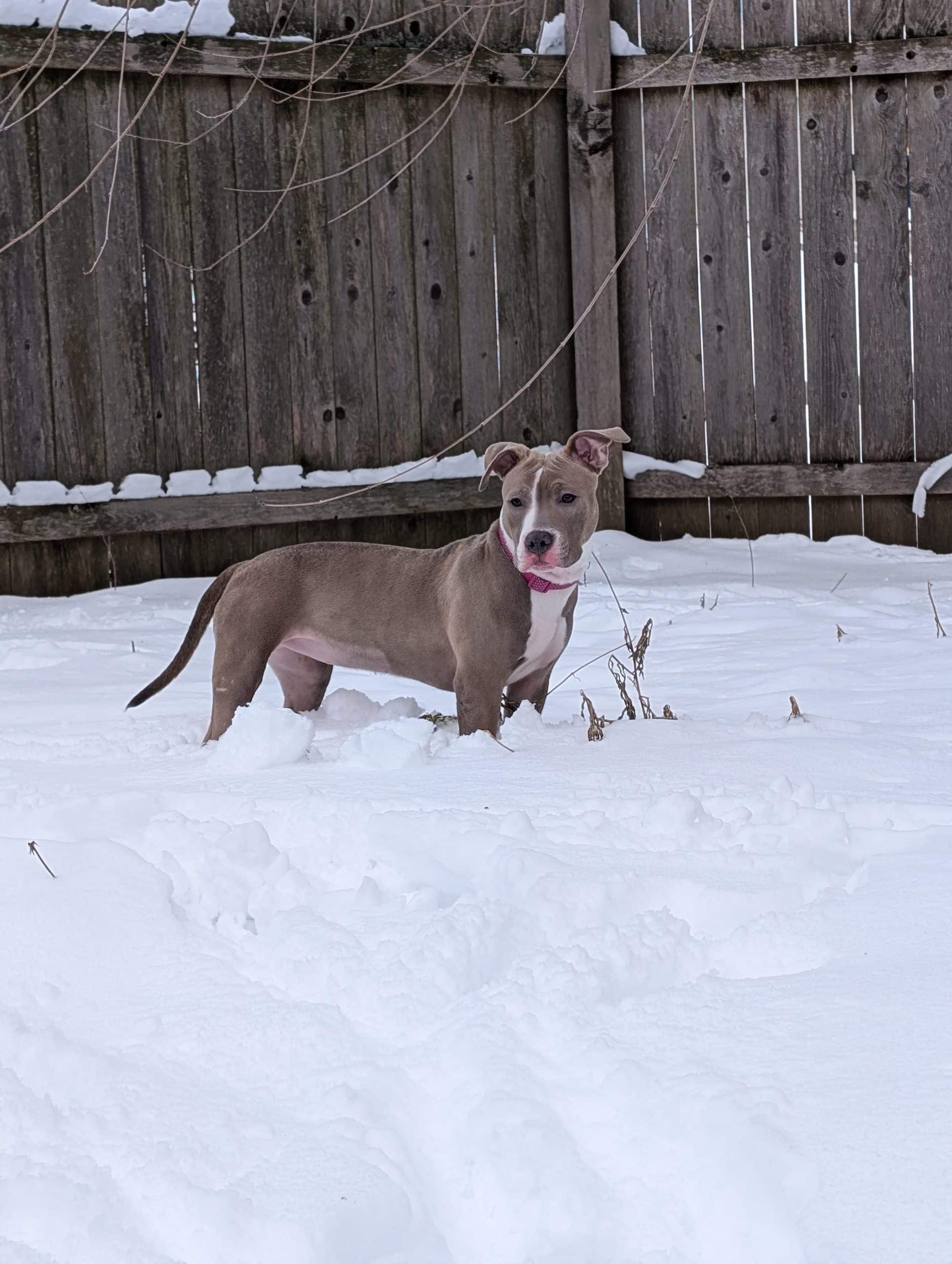 A brown pit bull puppy with a white chest, a white stripe down her face, and a pink collar stands in snow up to her knees