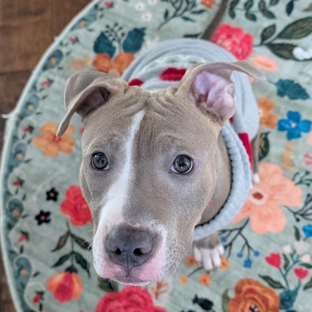 A blue pit bull with rich brown eyes and perked up pink ears sits on a blue floral rug. She has a white stripe that starts in the middle of her wrinkled forehead and goes around her nose. Her name is Stola, and she's adorable. 
