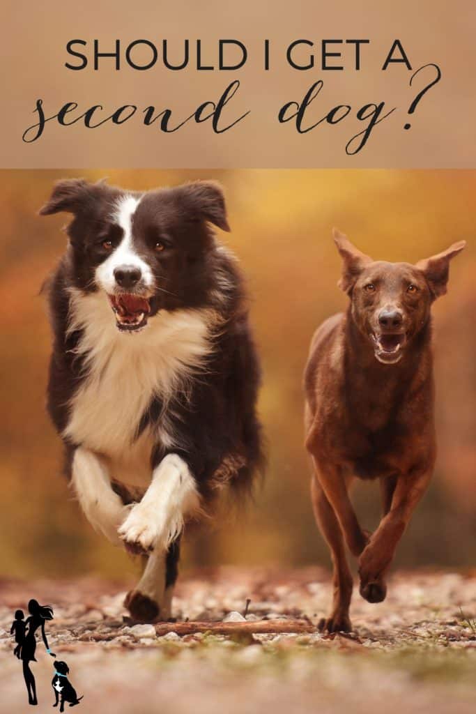 Two dogs run toward the camera. The front dog appears to be a black and white Border collie or BC mix while the one behind looks like a smaller all-brown mixed dog. Both have their mouths open and relaxed as they run across the gravel path. The text overlay reads: Should I get a second dog?
