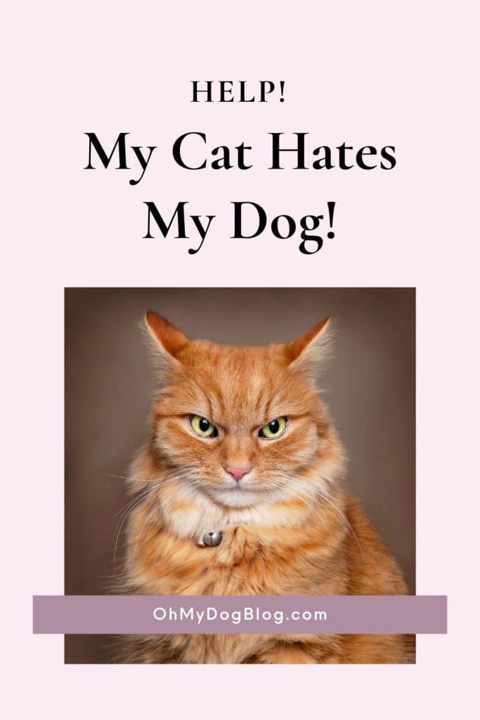 A pink rectangle has text at the top that reads: Help! My Cat Hates My Dog! Below the text is an inset square image of an orange cat with green eyes and a bell around his neck. The cat looks angry with his chin down, eyes squinted, and ears back. 