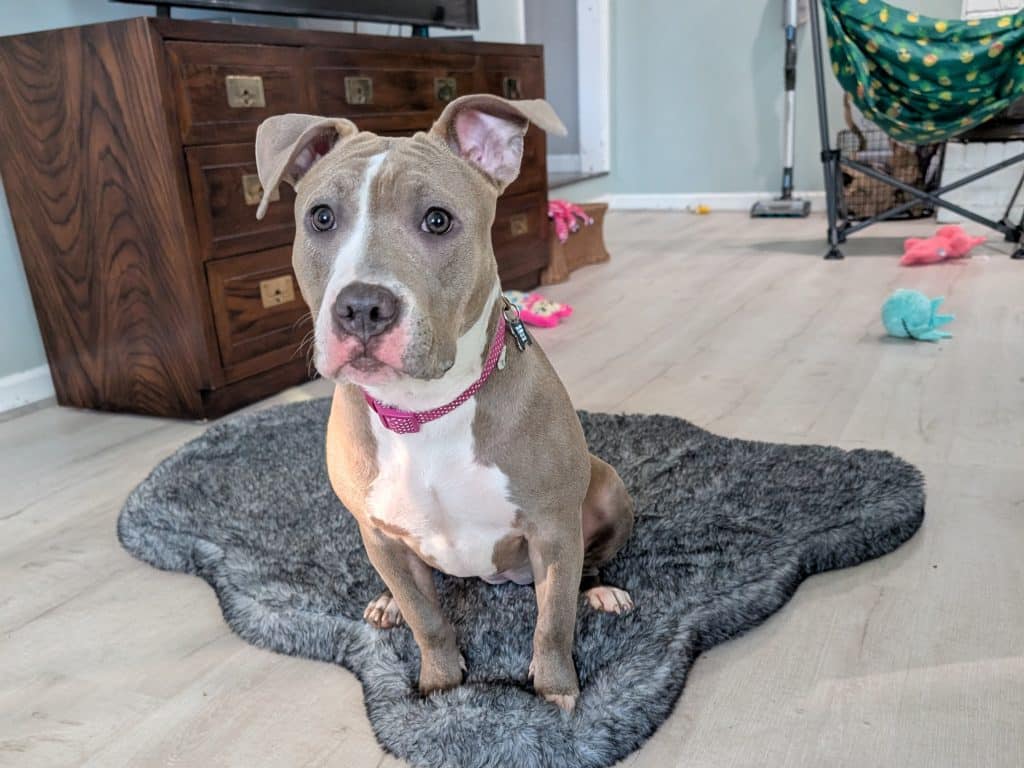 A blue and white pit bull puppy sits on a fuzzy gray dog mat in the middle of a living room floor. In the background is a TV stand, several scattered dog toys, and a vacuum propped against the wall. 
