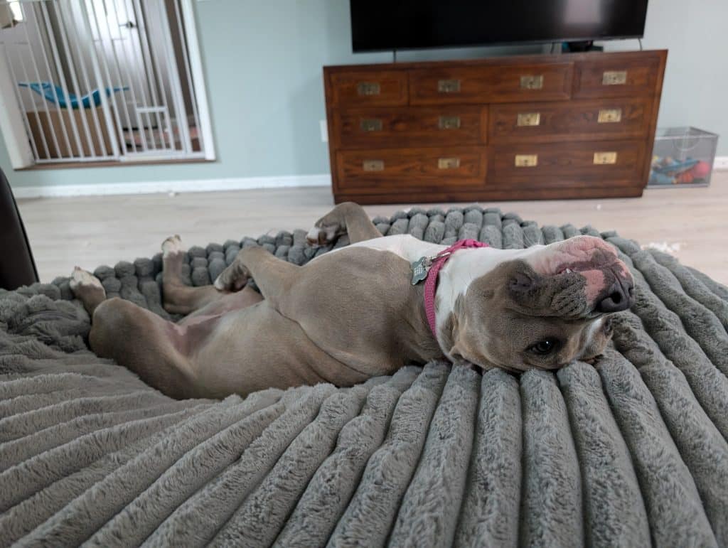 A gray and white pit bull puppy relaxes on her back on a big gray corduroy dog bed. In the background is a TV stand with a TV on it and a bin of dog toys. 