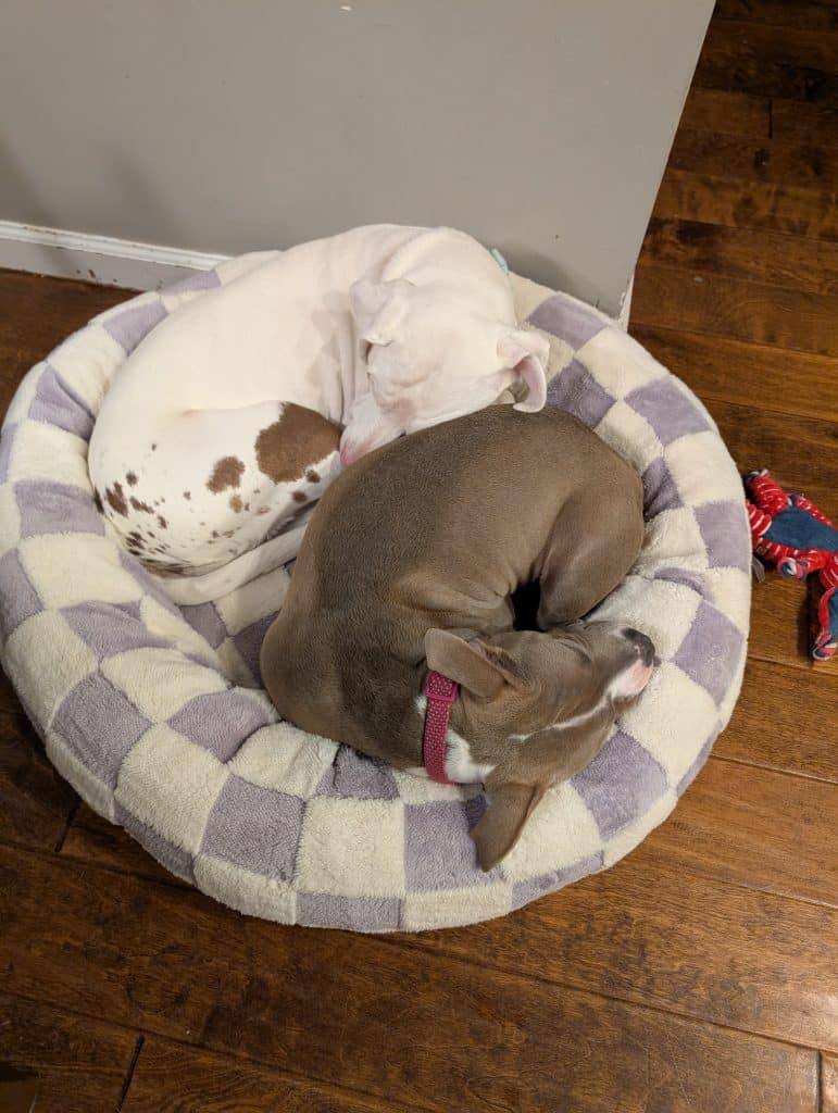Penny, a white dog with brown speckles on her hind legs, curls up with Stola, a gray and white pit bull with a prominent pink collar. They two are snuggled on a purple and white checkered dog bed with a chewed up bunny toy on the floor beside Stola. 