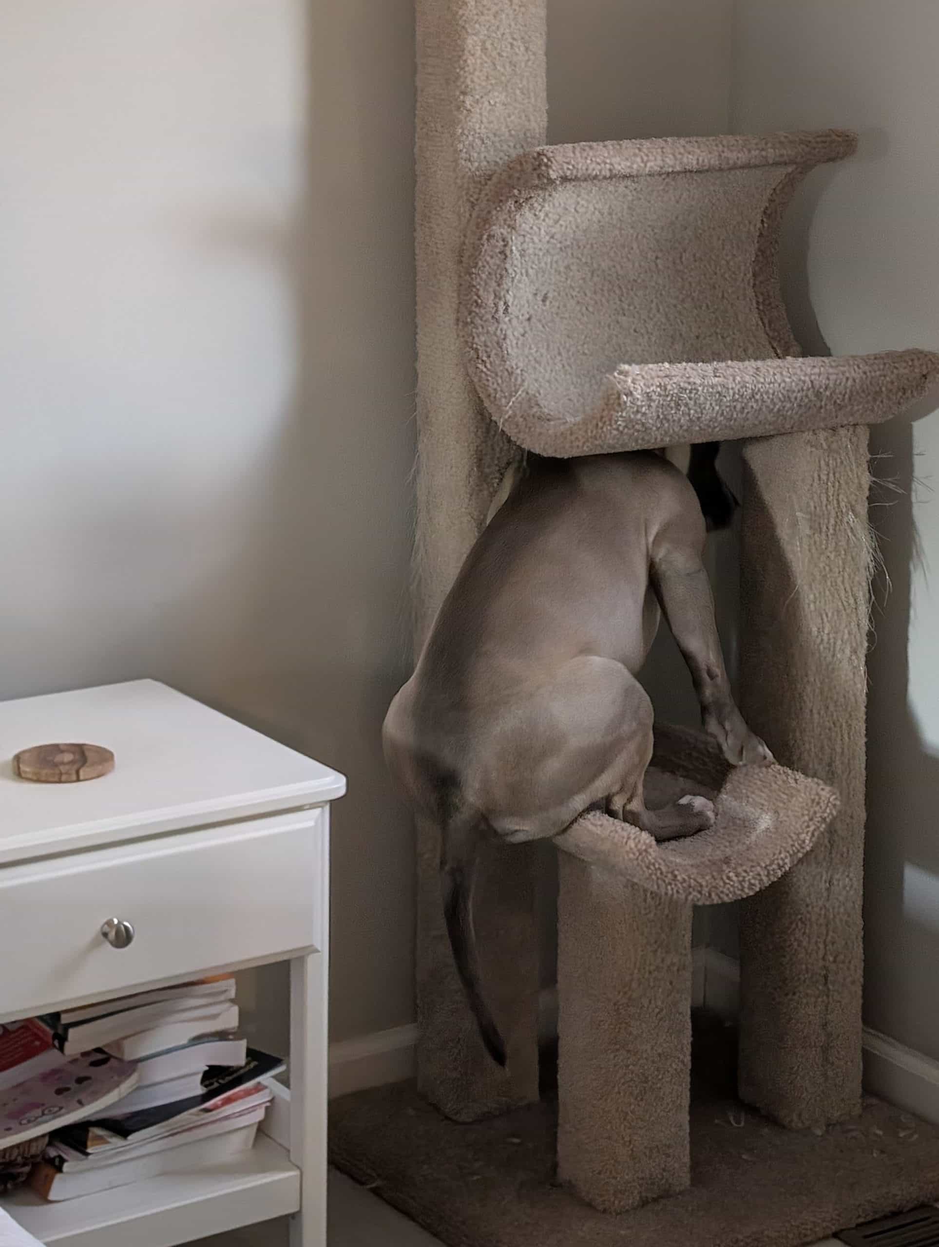 Stola, a gray and white pit bull, hides on the first level of an upholstered cat tree in the corner of a bedroom. 