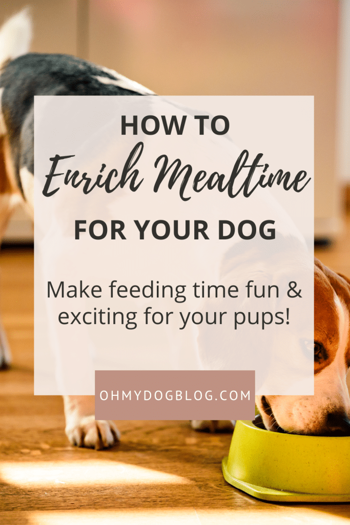 In the background, a beagle eats his kibble out of a lime green bowl on top of a wood floor. The majority of the picture is a text overlay that reads: How to enrich mealtime for your dog: make feeding time fun & exciting for your pups!