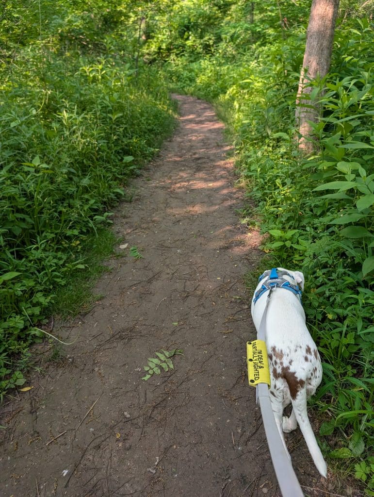 A white dog with brown spots on her hind quarters walks on the far right side of a narrow trail that curves up through greenery growing alongside. She wears a blue harness with a purple leash. On the purple leash is a yellow sleeve that reads: I'm deaf and partially sighted. 