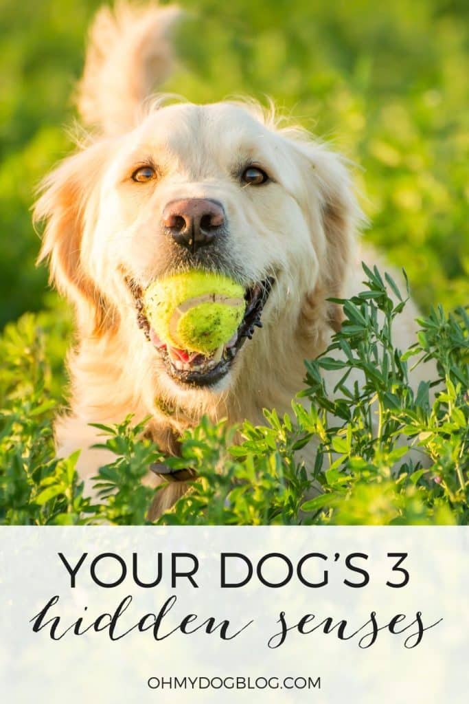 A golden retriever lies down in a field of yellow flowers with green leaves. He's holding a filthy yellow tennis ball in his mouth, and his tail is high and appears to be wagging. The text overlay reads: Your Dog's 3 hidden senses. 
