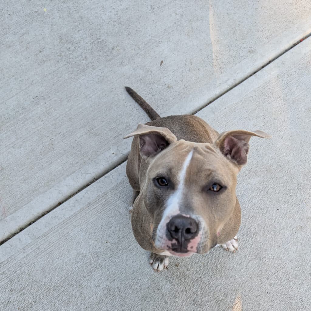 Stola, a little brown pit bull with a white stripe down her face sits on the sidewalk looking up at the photographer. 