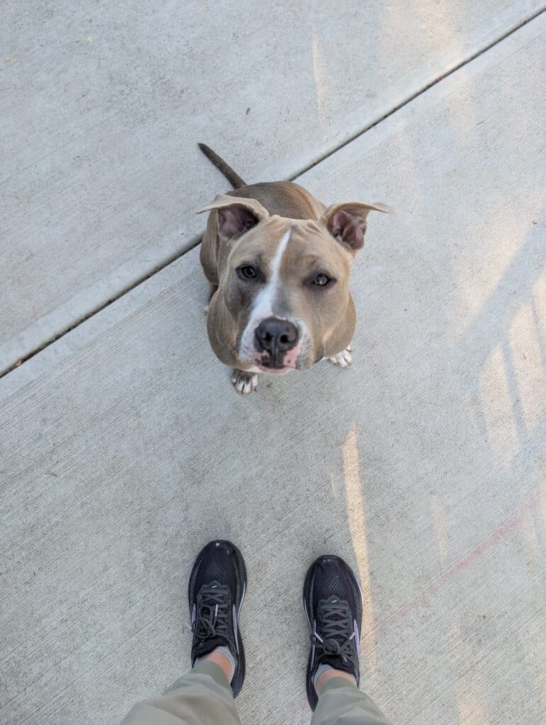 In the bottom of the frame are a pair of black running shoes sticking out of legs with green pants. Across from the photographer sits a little brown pit bull puppy who has a white strip running from the top of her forehead to her nose. 