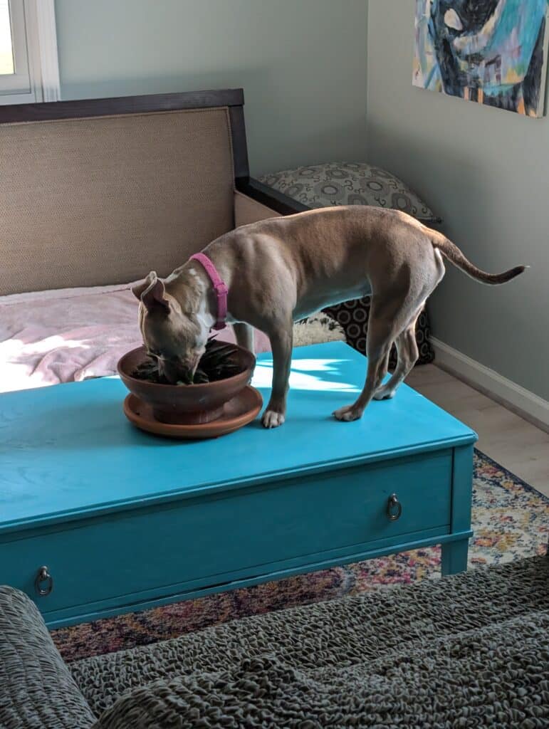 Stola, a brown pit bull puppy with a bright pink collar stands on a blue coffee table with her nose in a houseplant. 