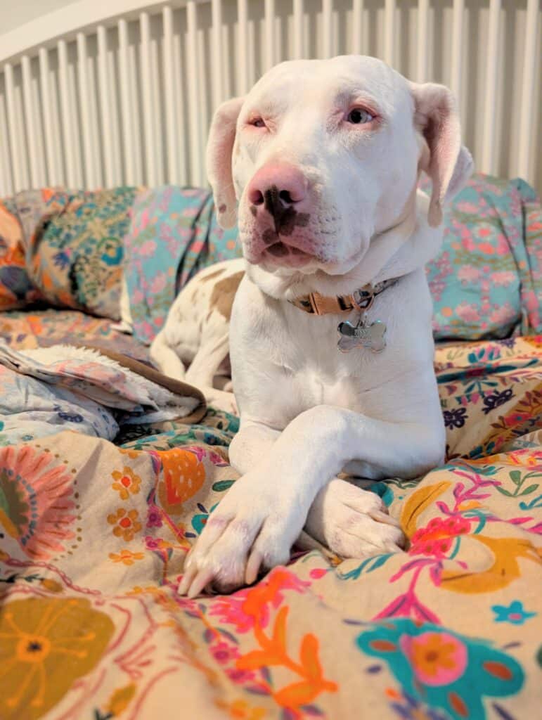 A closeup of a white dog with a pink and brown freckled snout. The dog is sitting on colorful floral sheets with her paws crossed in front of her. She wears a floral collar with a gold buckle and a silver tag. 
