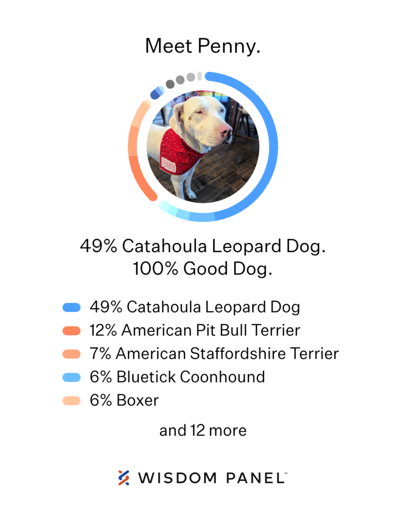 The Wisdom Panel DNA test results say Meet Penny at the top and list that she is 49 percent catahoula leopard dog and 100 percent good dog. .