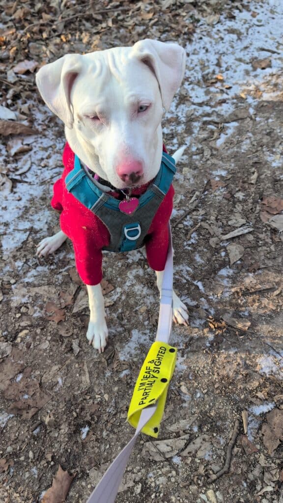 A white dog wears a red fleece jacket and a blue harness. She sits on the edge of a creek with her paws dipped in the water. 