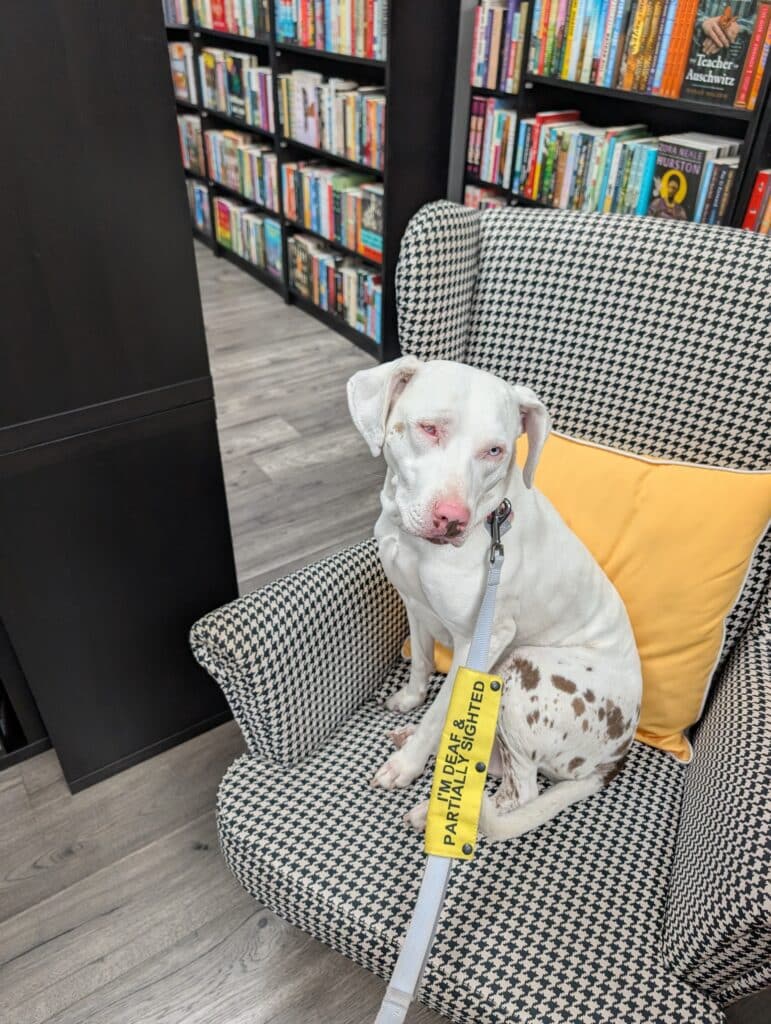 A white dog with brown speckles on her hind end sits in a black and white chair with a yellow pillow tucked in the corner of a bookstore. She wears a purple leash with a bright yellow sleeve that reads: I'm deaf and partially sighted. 