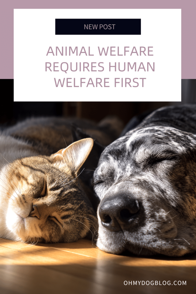 A gray tabby sleeps in a sunspot next to a dalmatian. The text overlay reads: Animal welfare requires humans welfare first.