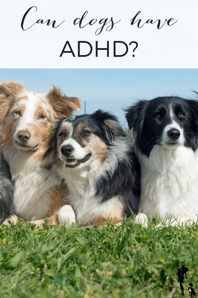 Three herding dogs (tan and white, merle, and black and white) lie down in a row. The text overlay reads: Can dogs have ADHD?