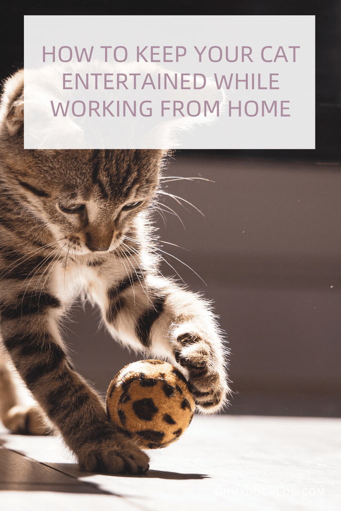a kitten plays with a ball - How to Keep Your Cat Entertained While Working from Home